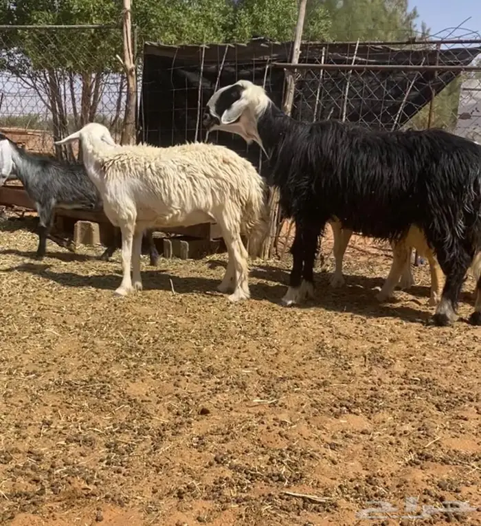 للبيع خروف فحل نجدي 0