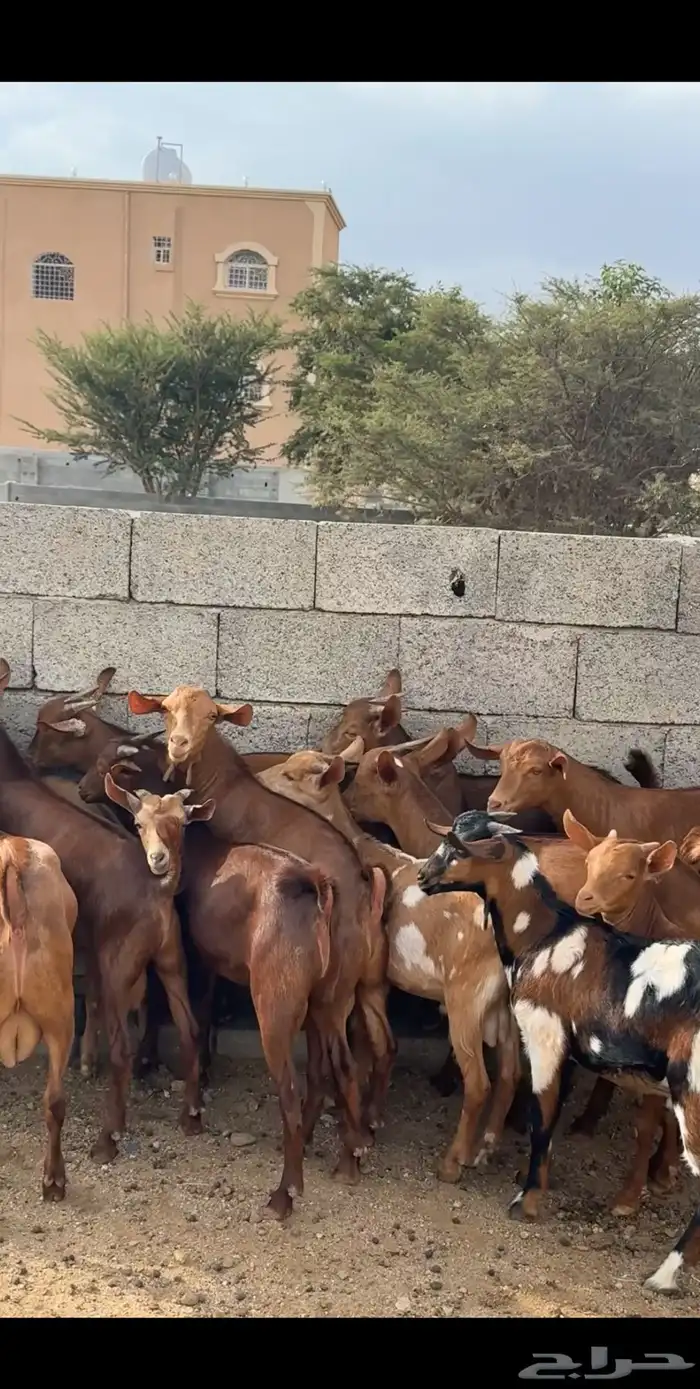 تيوس دهم ( تم البيع ) 3