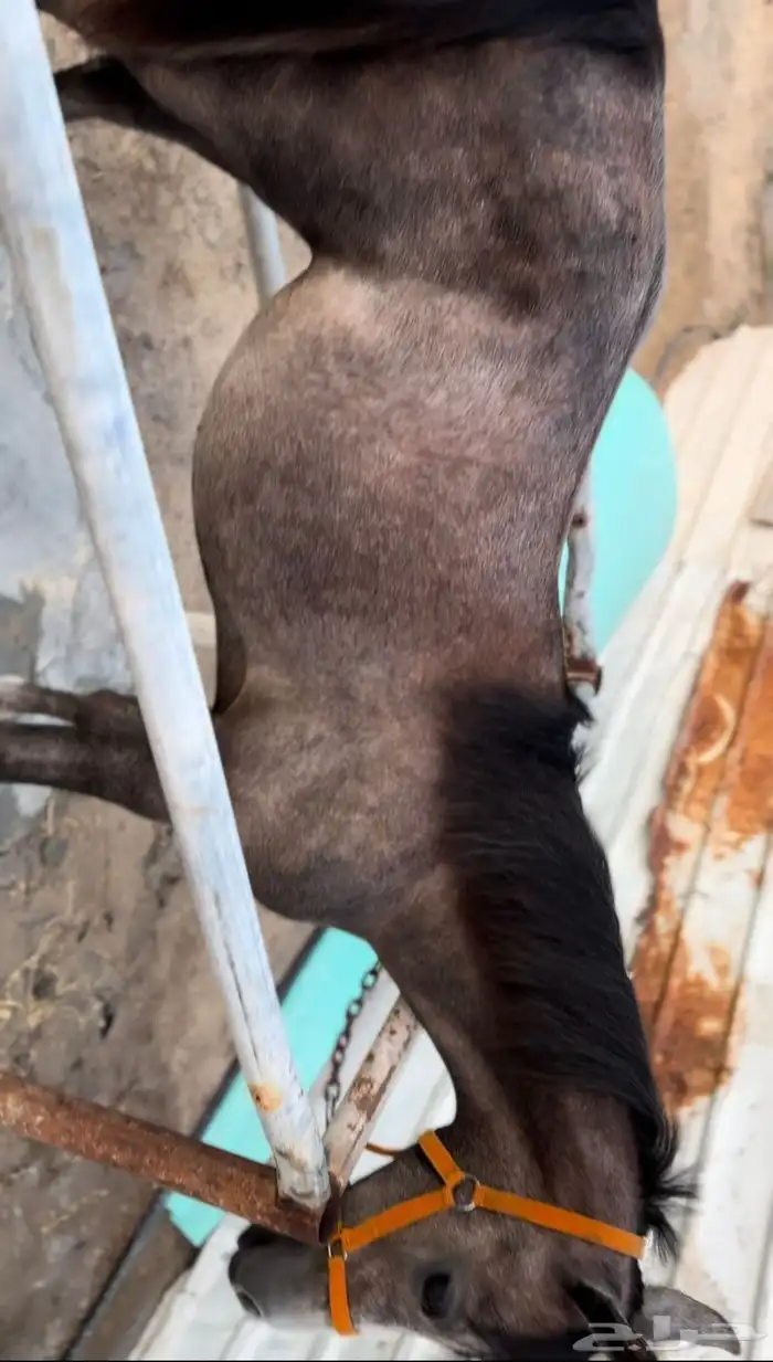 خيل للبيع 2