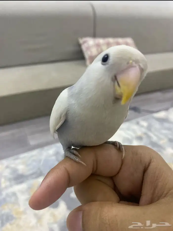 روز أليف هدد دخلي 2