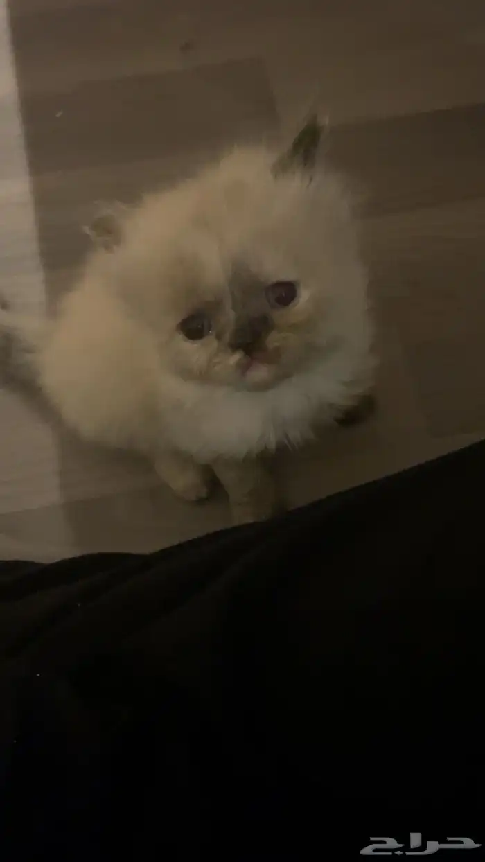 قطه من ام بريطانيه واب شيرازي 1