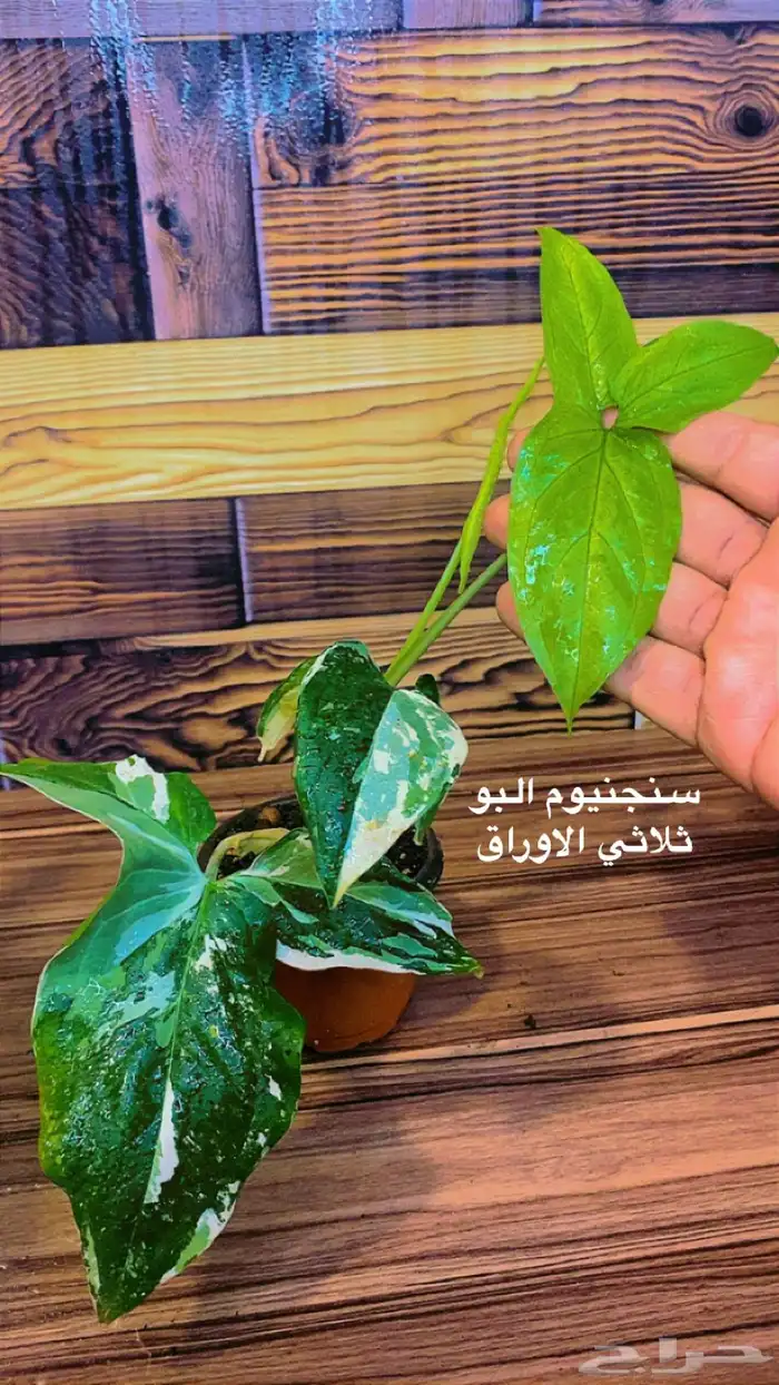 نباتات ظل داخلية منوعة 23