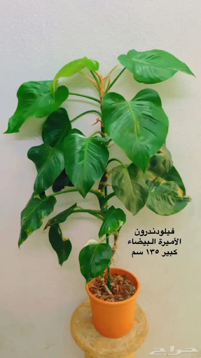 نباتات ظل داخلية منوعة 9