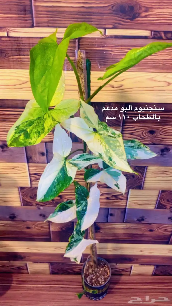 نباتات ظل داخلية منوعة 0