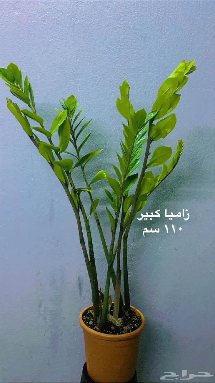 نباتات ظل داخلية منوعة 1