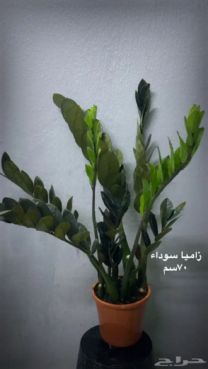 نباتات ظل داخلية منوعة 5