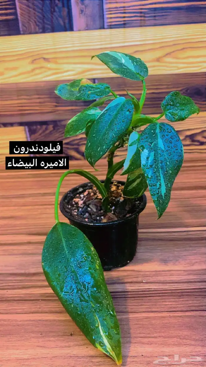 نباتات ظل داخلية منوعة 26