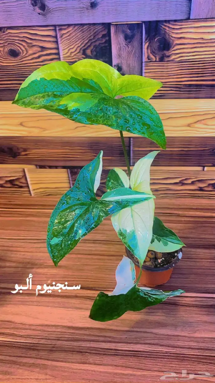 نباتات ظل داخلية منوعة 25