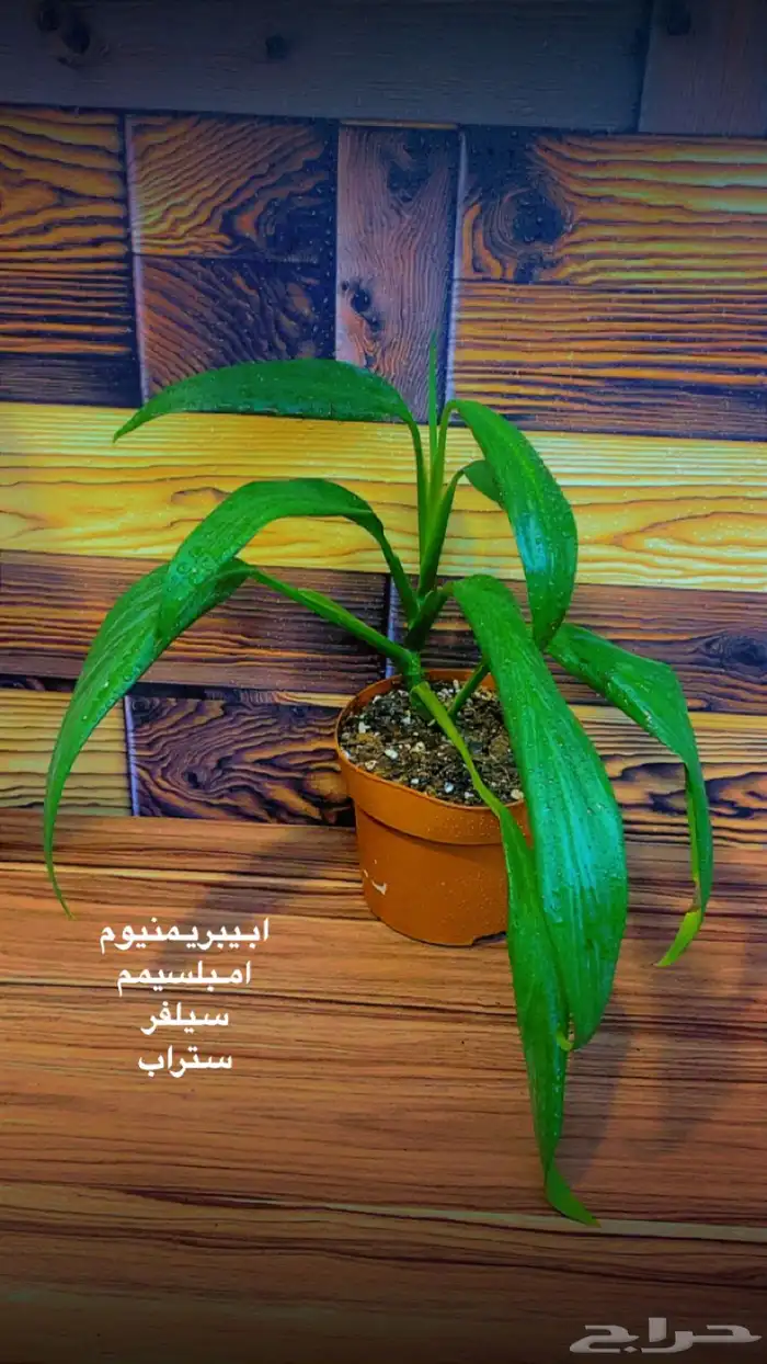 نباتات ظل داخلية منوعة 16