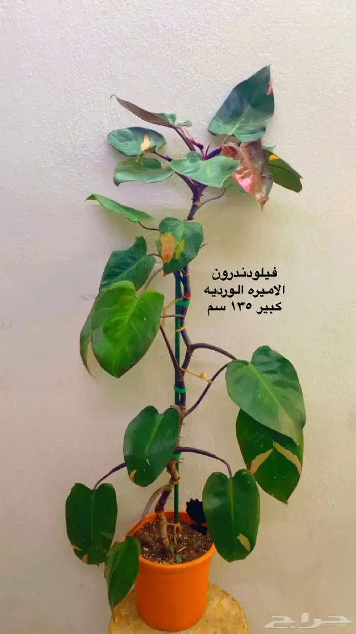 نباتات ظل داخلية منوعة 8