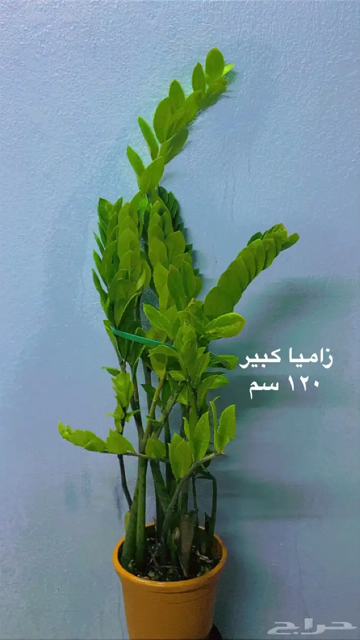 نباتات ظل داخلية منوعة 4