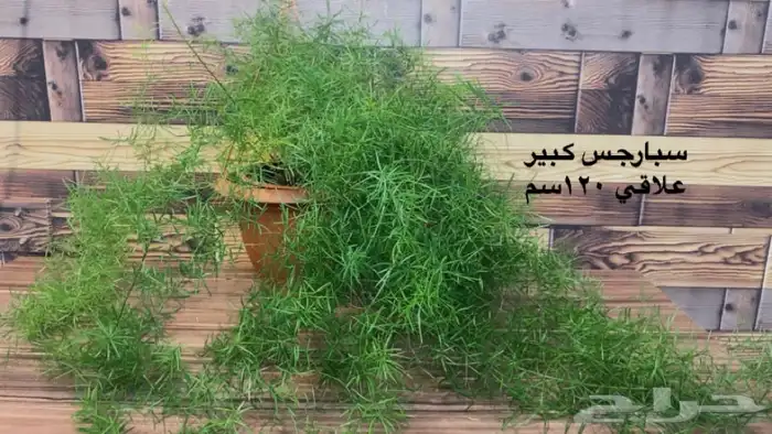 نباتات ظل داخلية منوعة 10