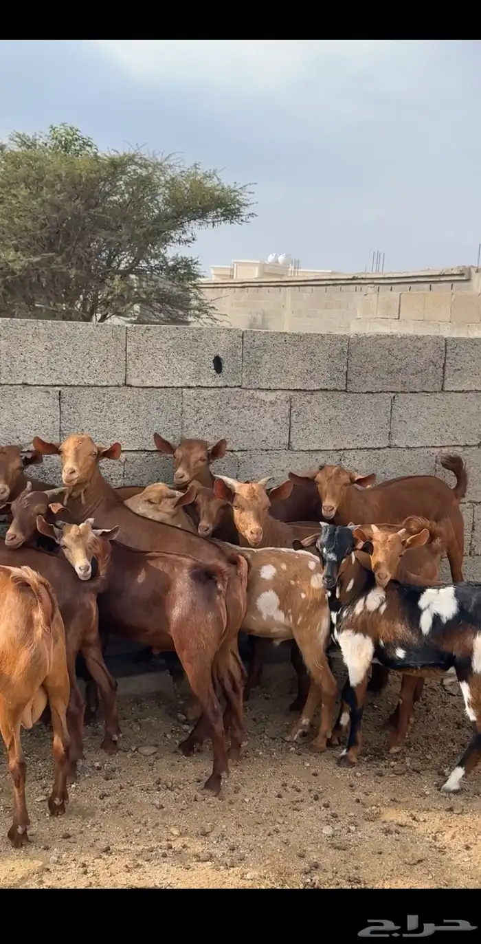 تيوس دهم ( تم البيع ) 0