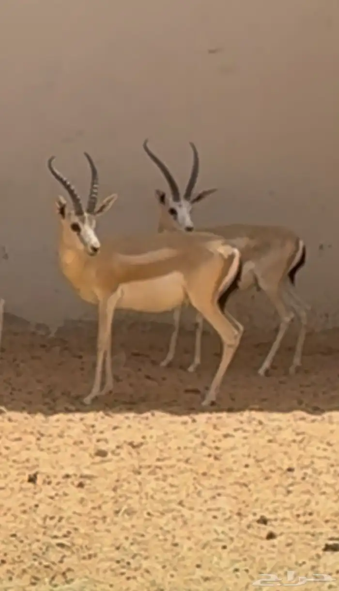 ريم عربي منتج 0