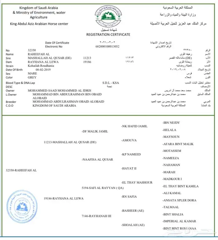فرس واهو للبيع 11