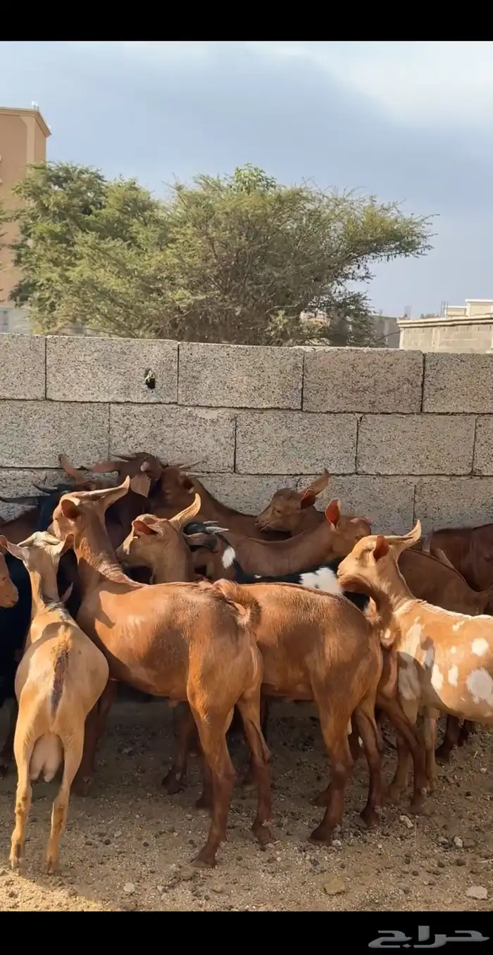 تيوس دهم ( تم البيع ) 1