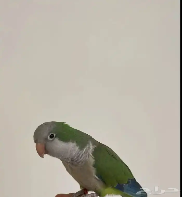 طير جميل ويحب اللعب 1