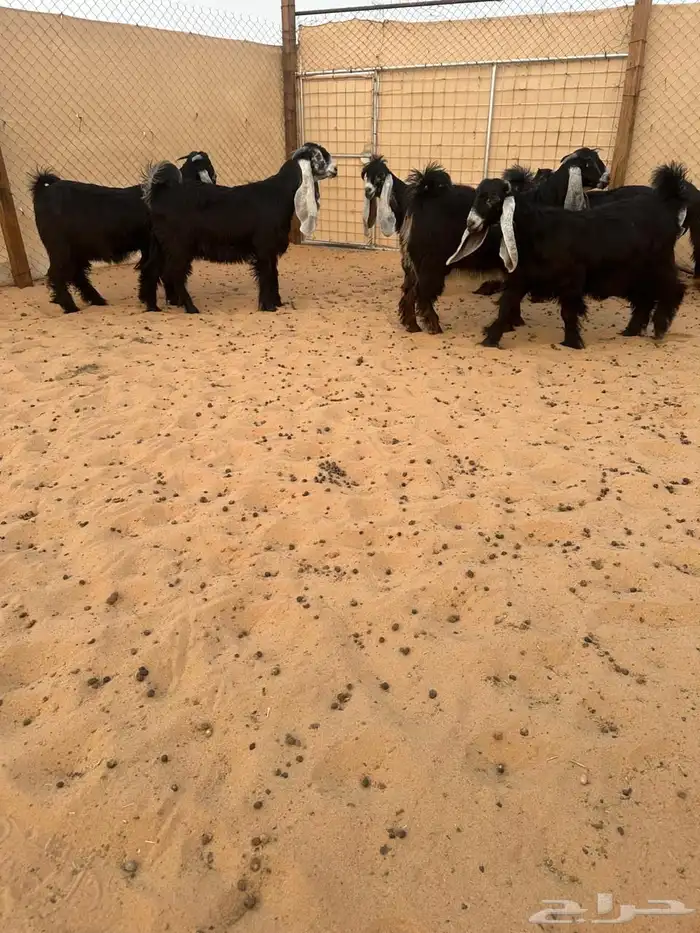 عرض لعشاقة العوارض الفواخر. 0