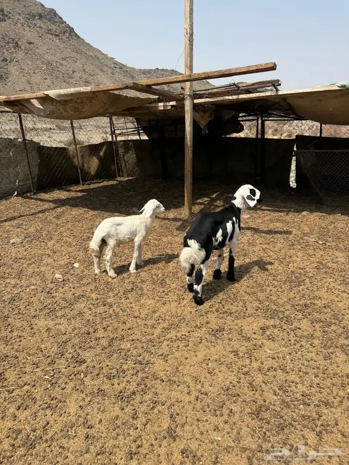 طليين للبيع ( تم البيع ) 3