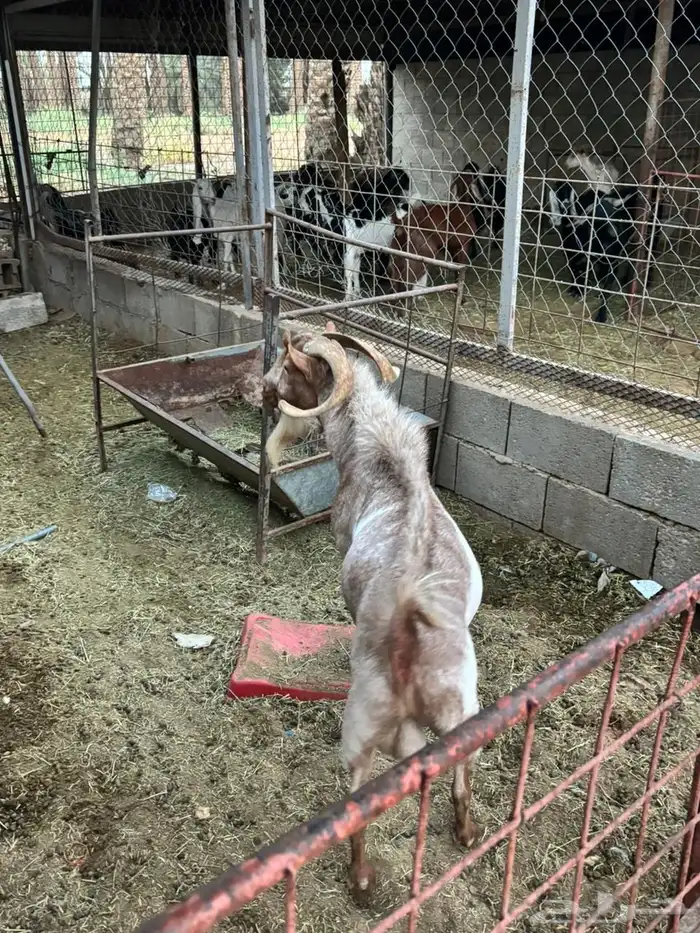 تيس 1