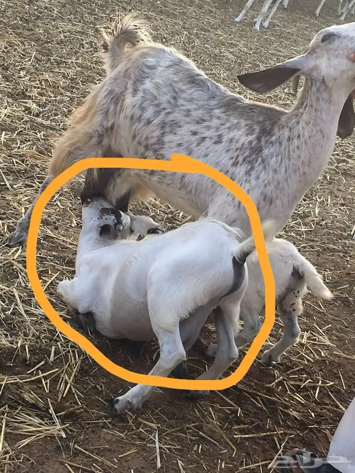 اللي يدور ذبائح بلدية من غنم شايب ومراح مولوده عنده 15