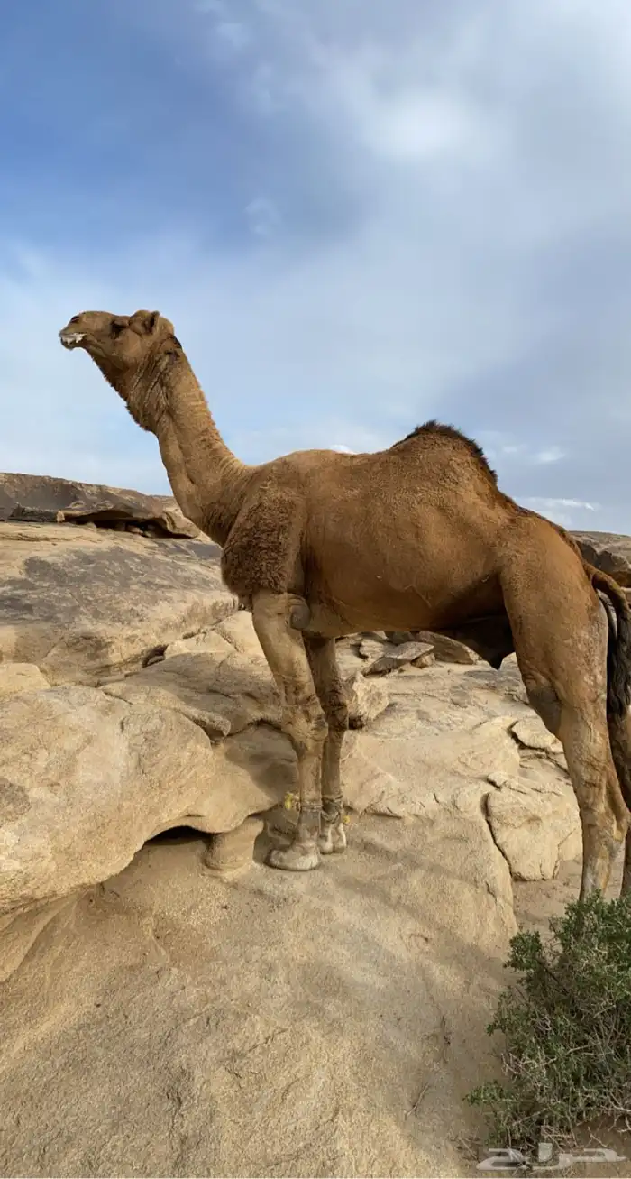 بعير ارك 0