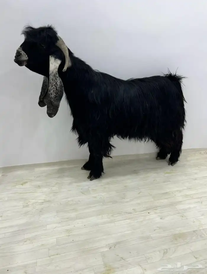 تيس عاارضي خصم 0