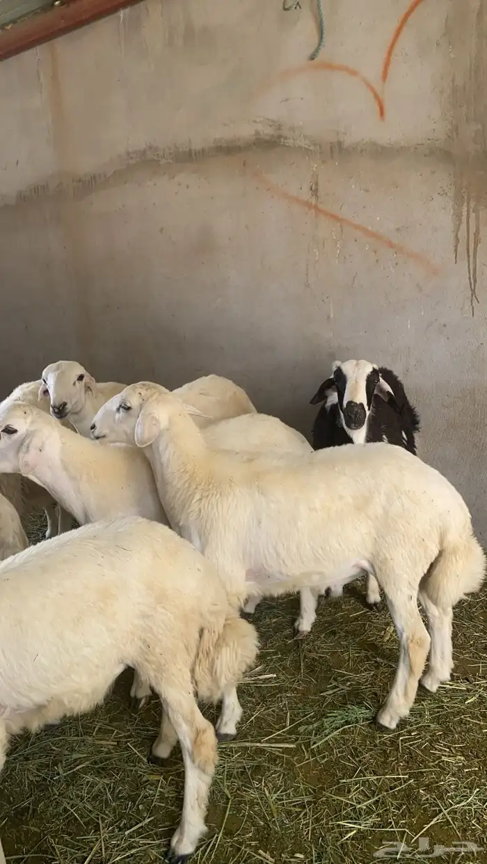 طليان للبيع 1