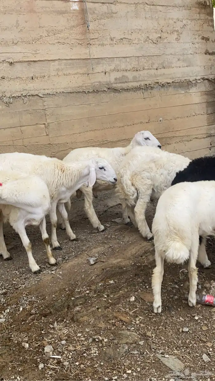 طليان للبيع 2