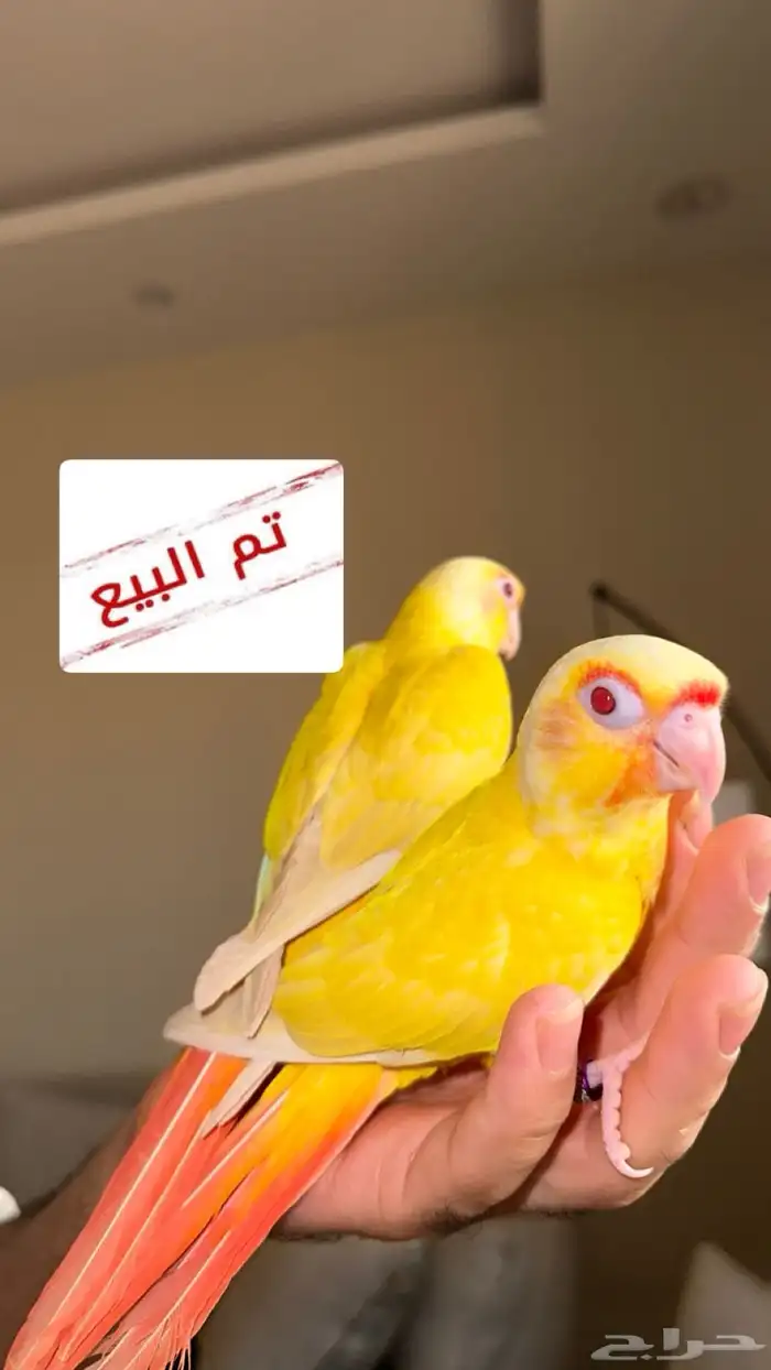 تم البيع فروخ كنيور فالو ( عيون حمراء ) 0