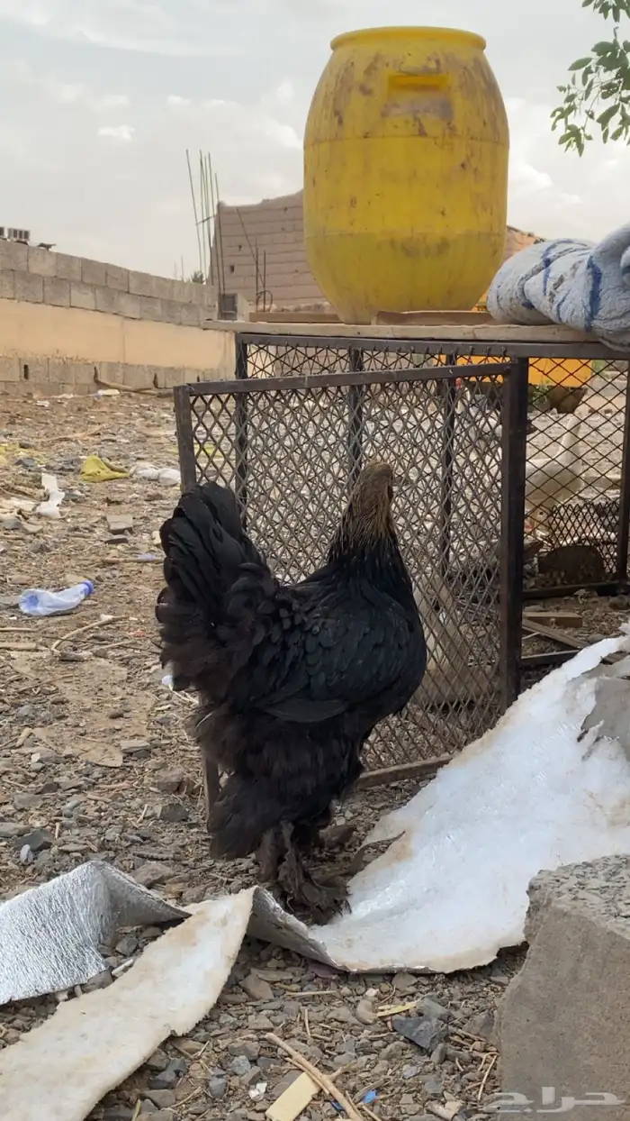دجاج 3