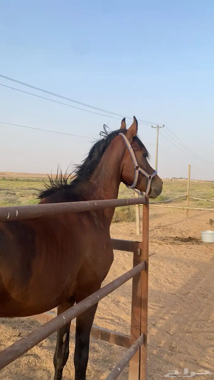 حصان للبيع 3