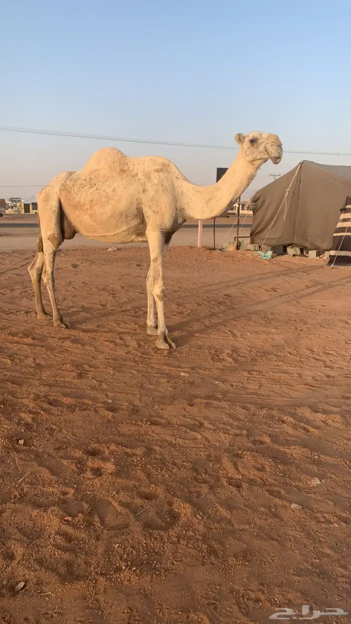 عشراء معها ثنين قعود وبكره تم البيع 0