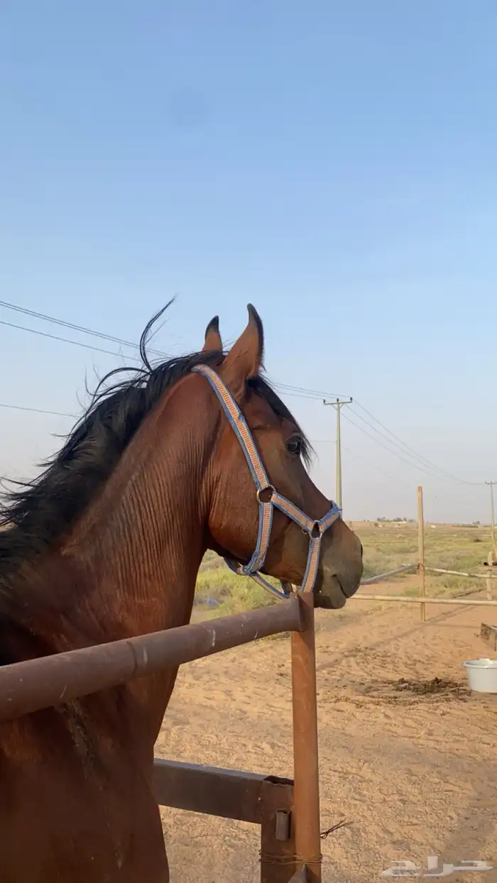 حصان للبيع 4