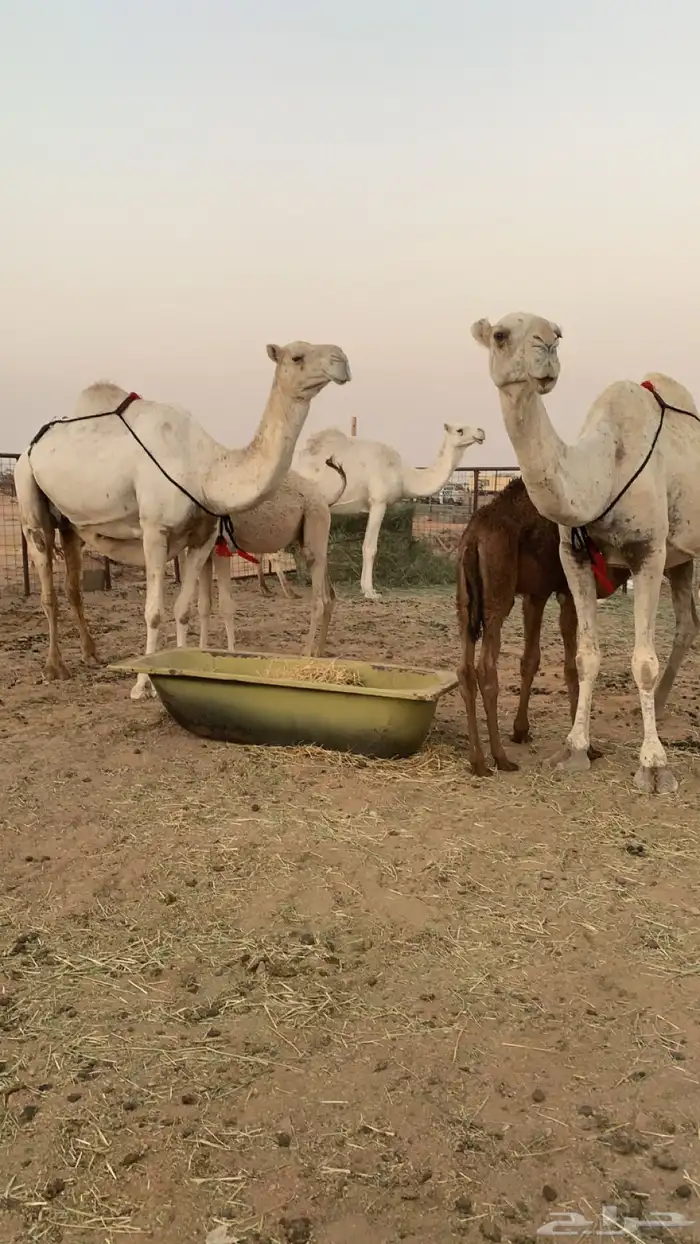 عشراء معها ثنين قعود وبكره تم البيع 3