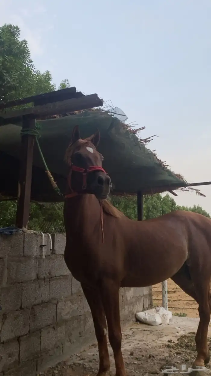 خيل شعبي كفو 0