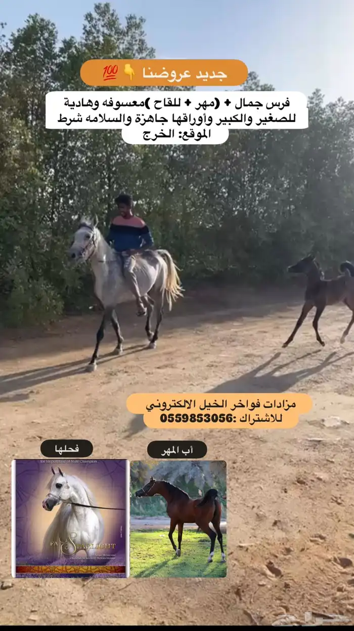 فرس جمال   مهر   للقاح 0