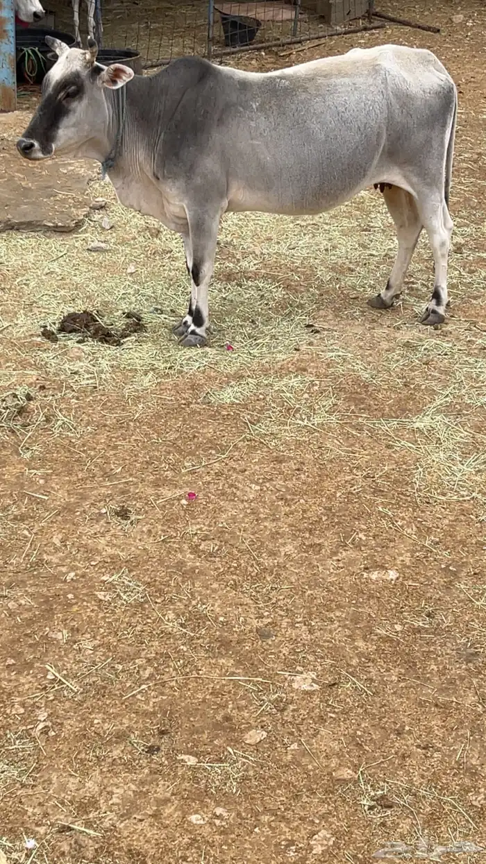بقر للبيع 1
