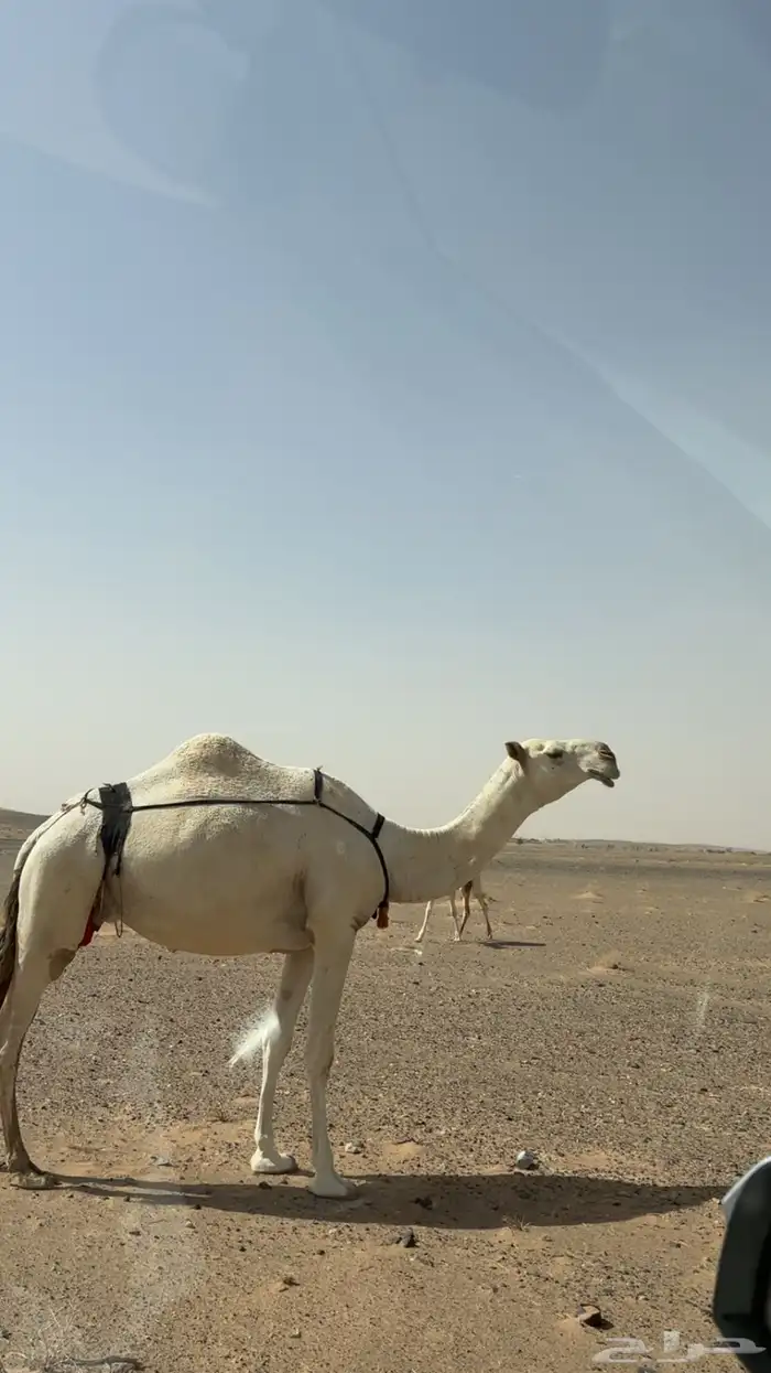 الناقه العشرى الثنو من سلالة بعارين ابن مهنا 1