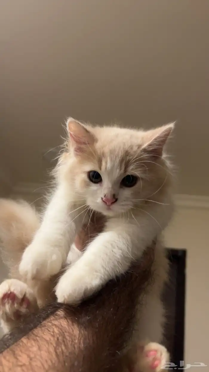قطط 1