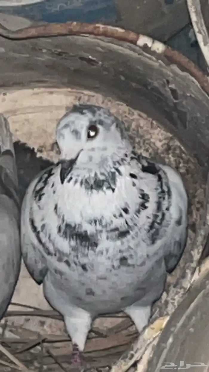 حمام صنف ألون ولعيون 4