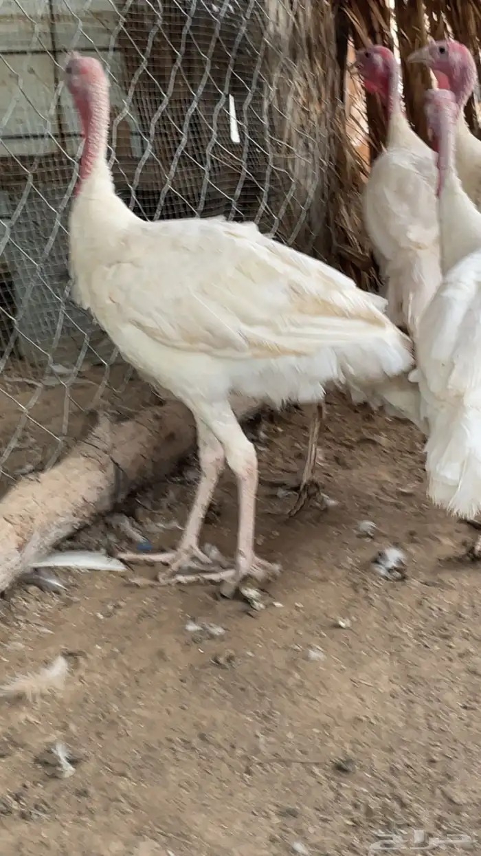 تم البيع العدد تسعه الحمدالله انتظرو الجديد 2