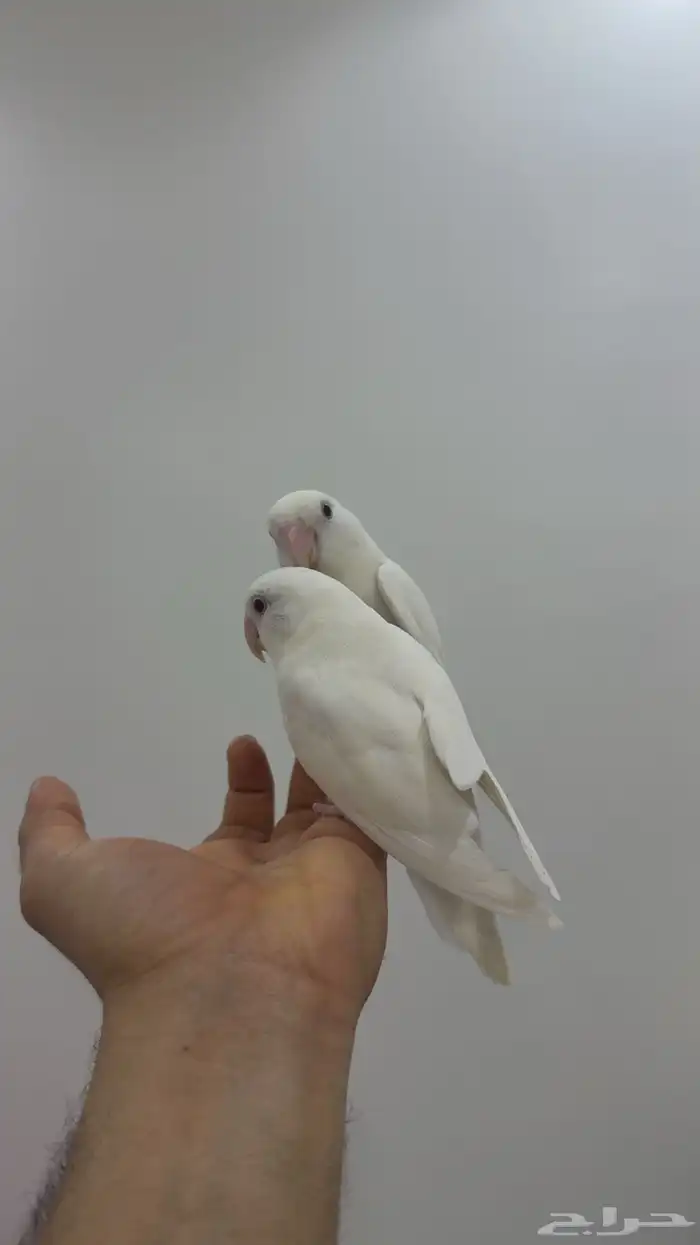 طيور روز البينو اليف(تم البيع) 2