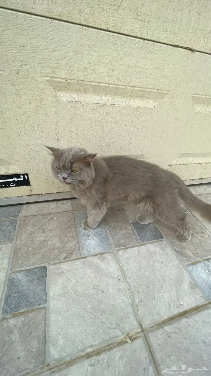 قطوه للبيع انثئ أليفه 3