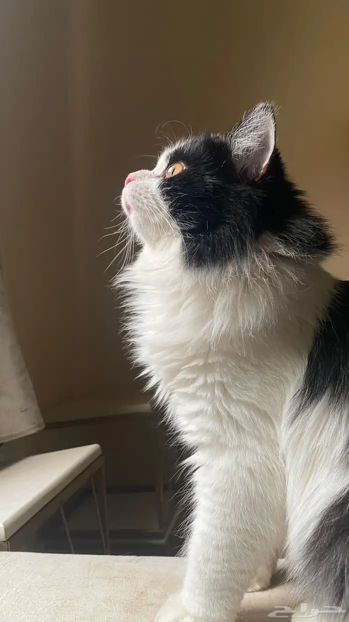 قط هجين هملايا تبني 2