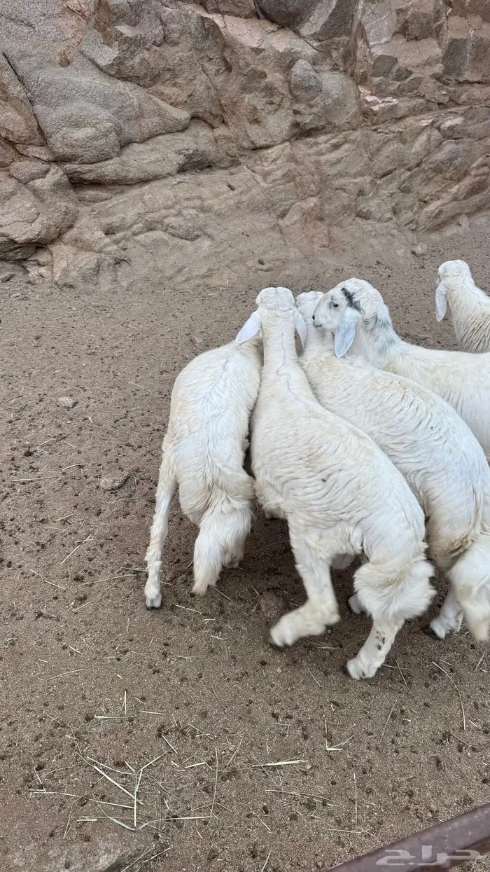 للبيع خرفان مناسبات 2