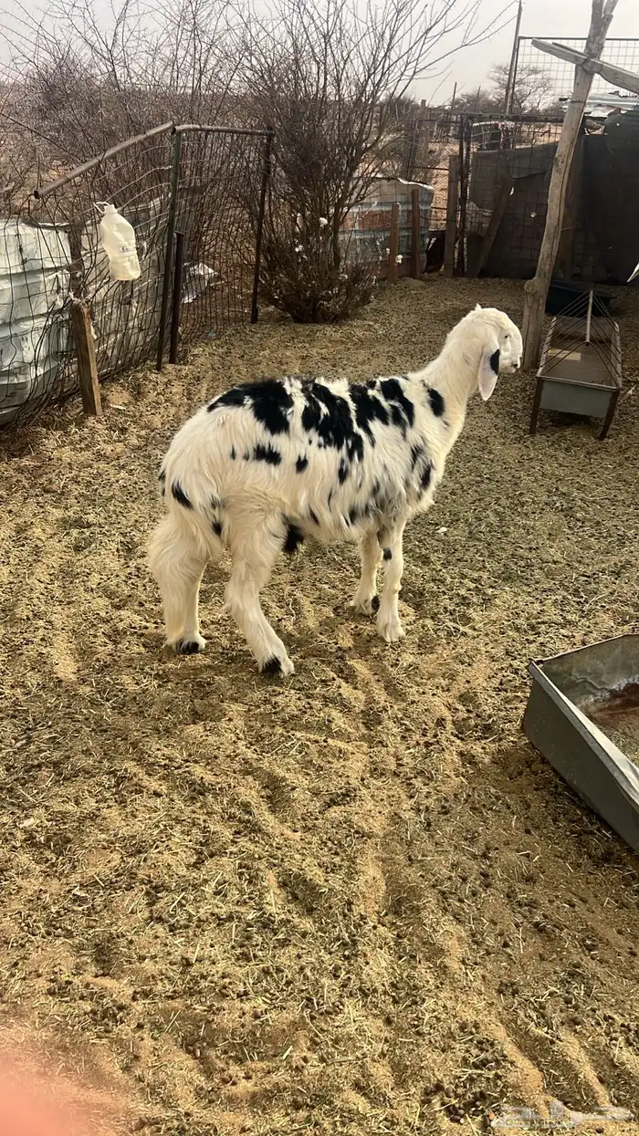 طلي ذبيحه للبيع 2