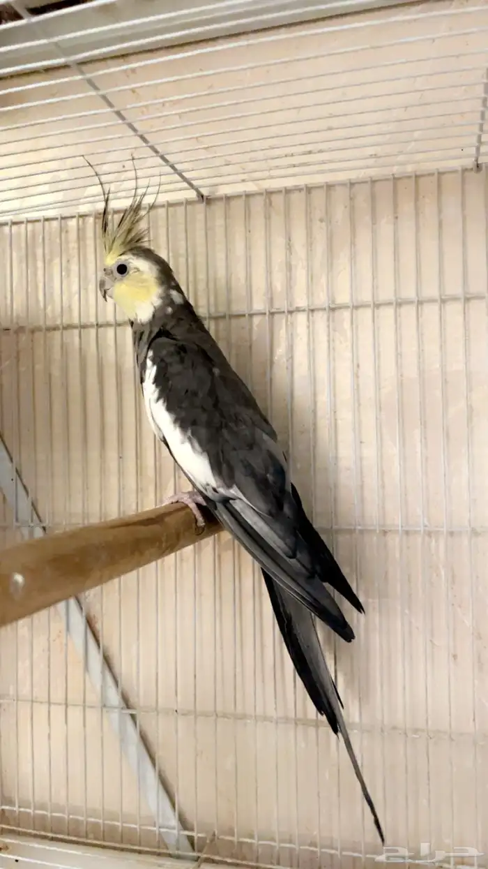 ذكر كروان باستيل فيس تم البيع خارج الموقع 3