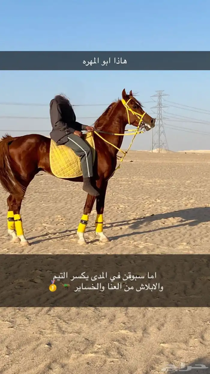 للبيع فرس وبنتها شعبيه 1