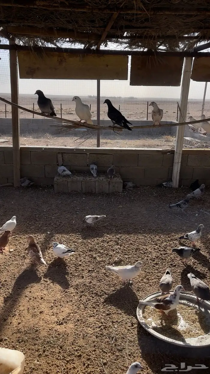 حمام للبيع 3